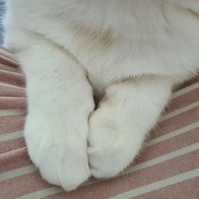 흰둥이