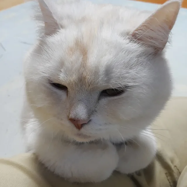 토토로