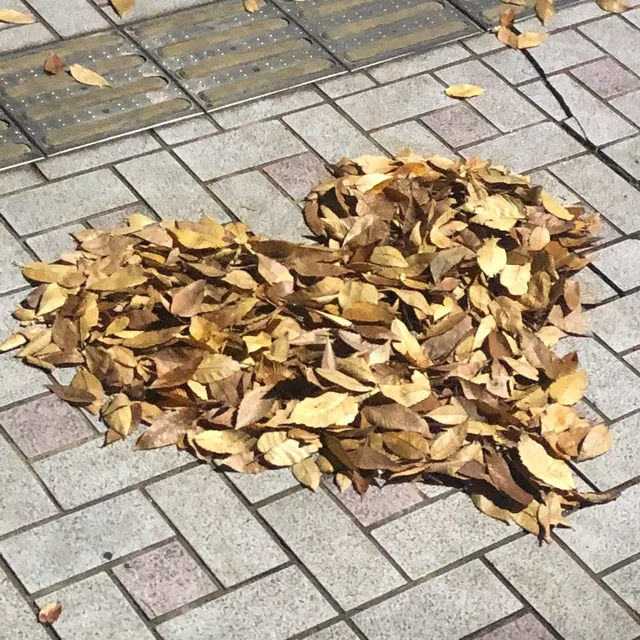하헤히호후