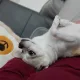 웅자