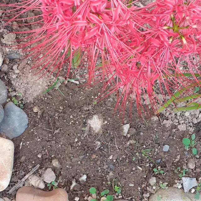 세종맘