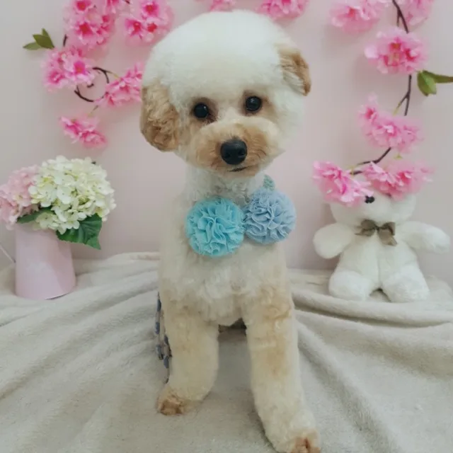 이글스