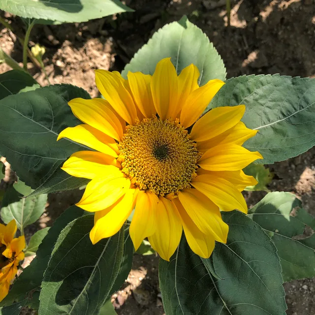 용용2커플