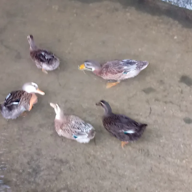 하늬바람