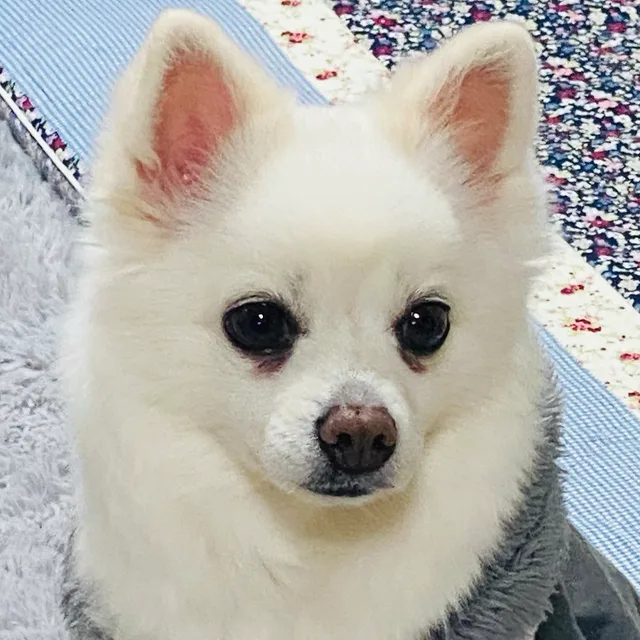 어니언