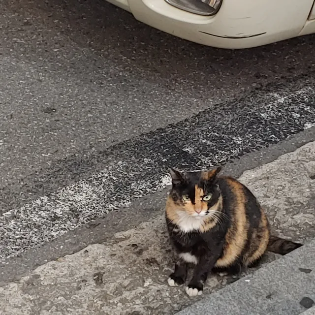 밍미