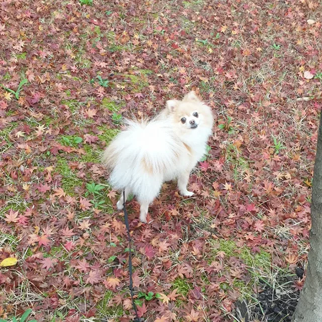 초코