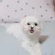 곰진이