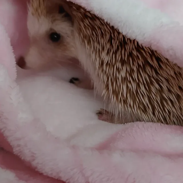 마르시안