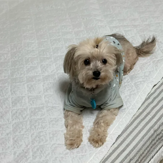 큐뀨규