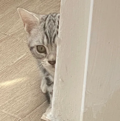 아초