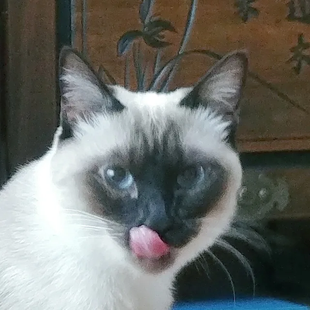 맴맴매