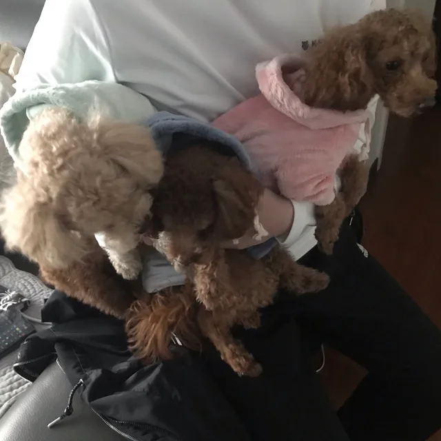 서제진