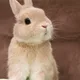 불타는당근
