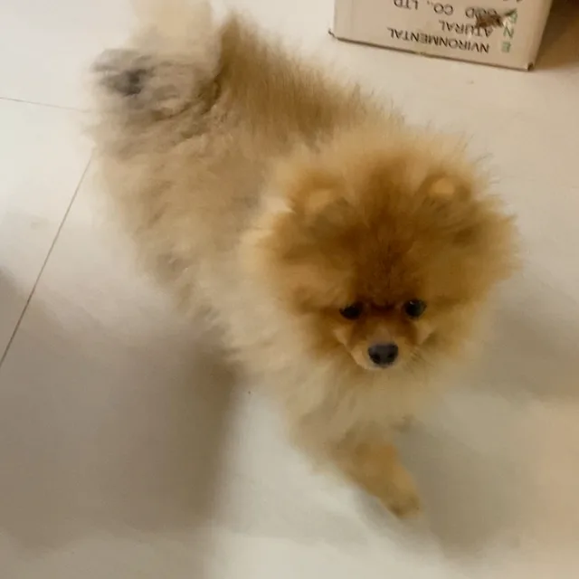 왕귤호떡