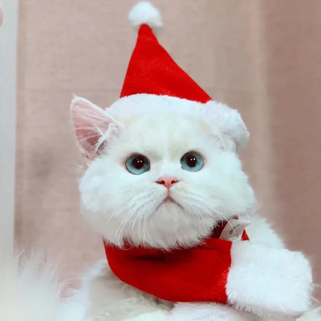 침묵의꽹과리