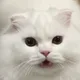 초초