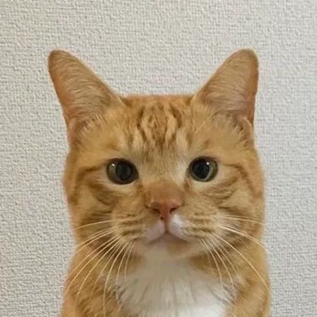 애옹이