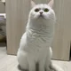 앵두