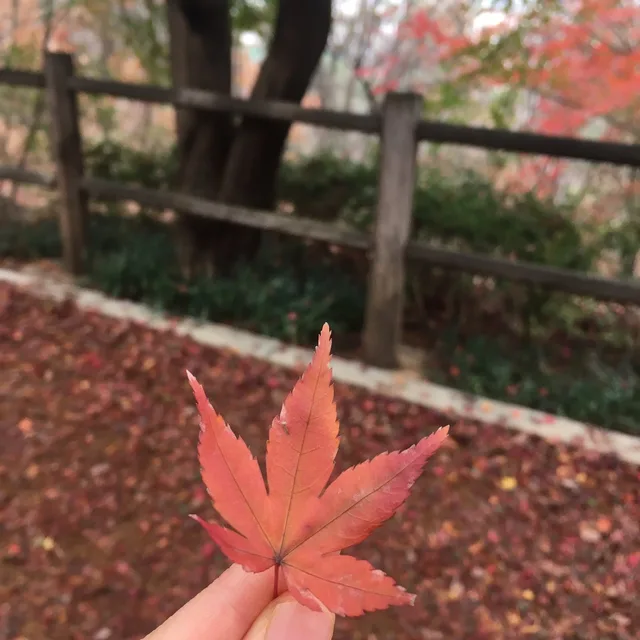당근쑤