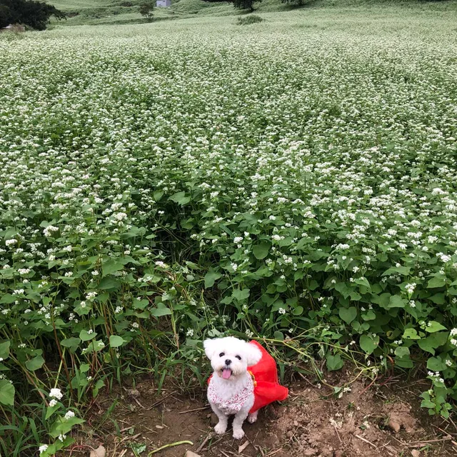 두부