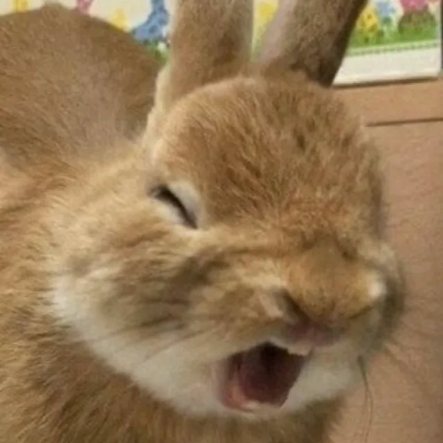 톢기