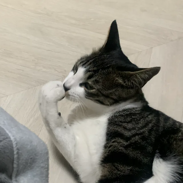 햄톡톡
