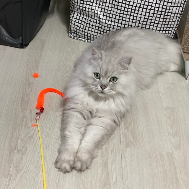 데이