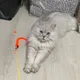 데이