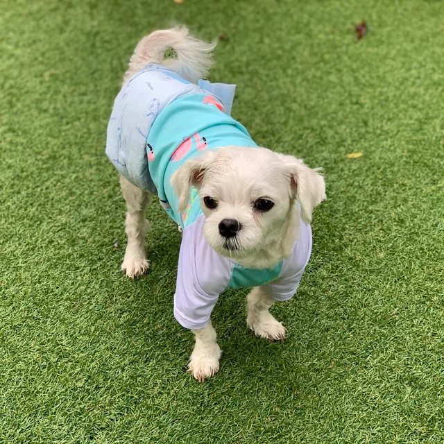 수딴