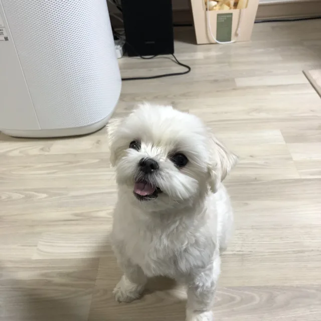 초롱