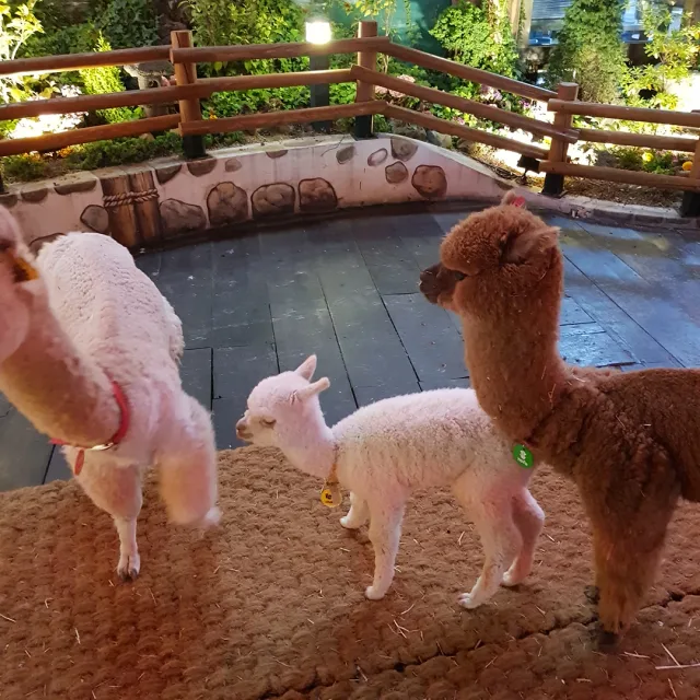 자유여행