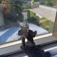 올롱