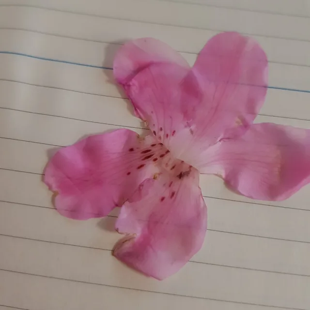 연극샘