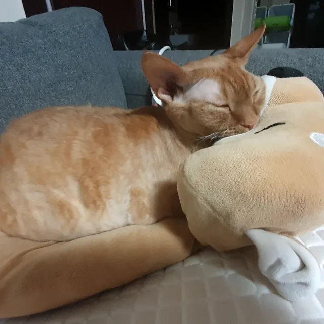 루피아빠