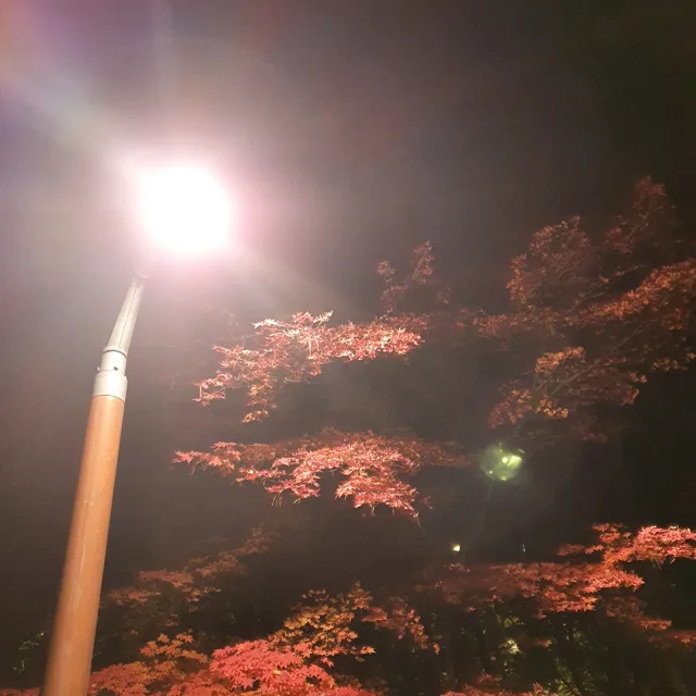해파리빠