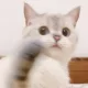 행복드림전도사