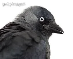 갈까마귀