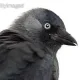 갈까마귀