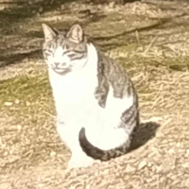 하리냥냥