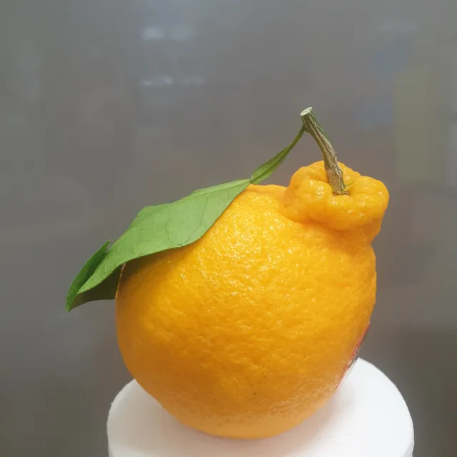 봄빛찬란