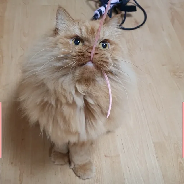 흑석고양이