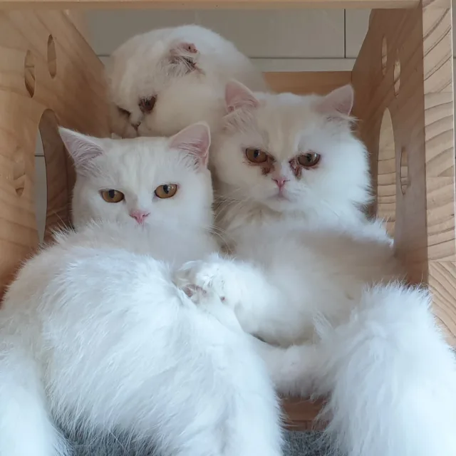 소금두부리라