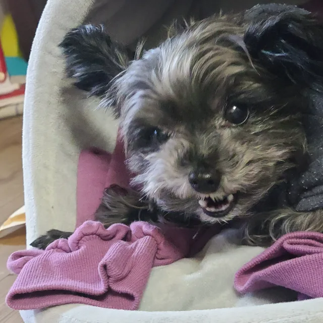 돌멩이