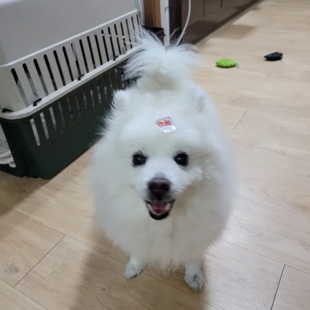 도깨비청하