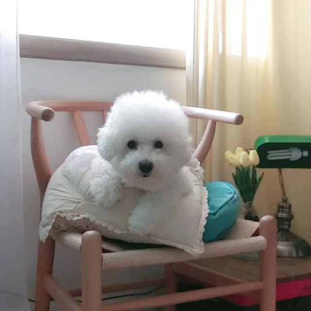만두