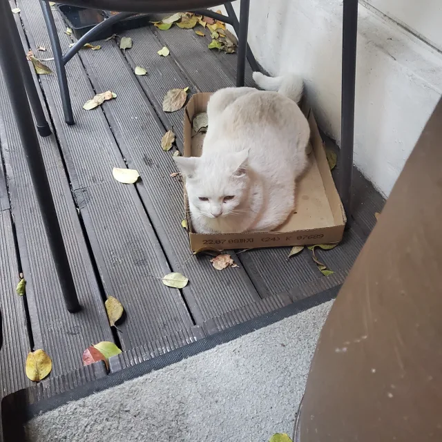 금당근