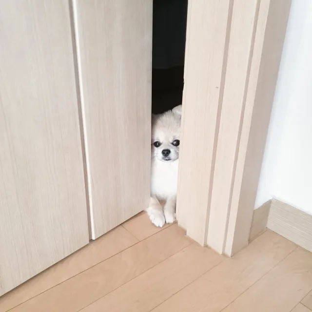 누리빼꼼