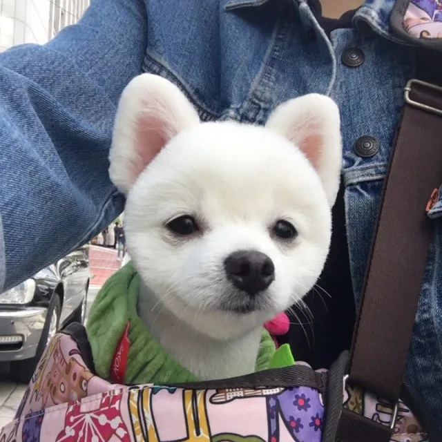 아인애비