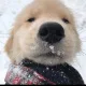 오이